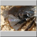 Andrena mit Stylops-32.jpg